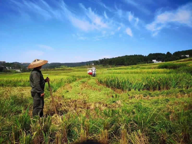 如何防治玉米穗腐病